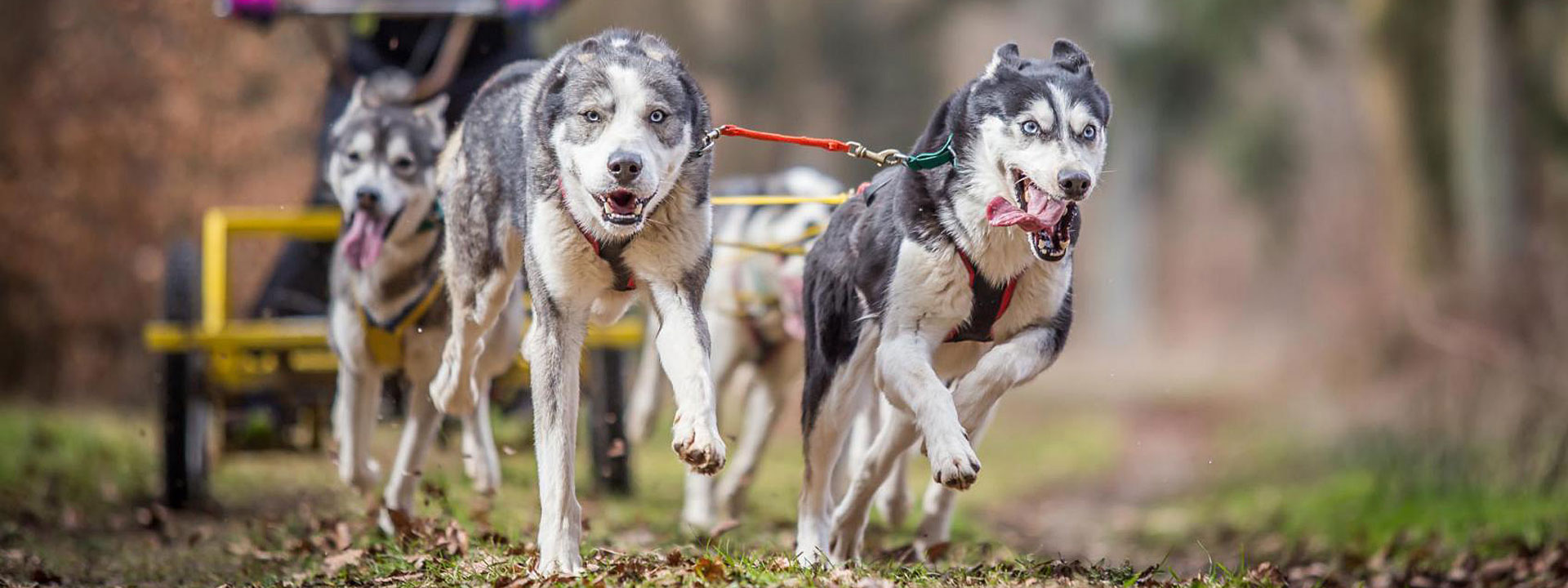 Schlittenhunde in Aktion (Foto Ralf Schomy)
